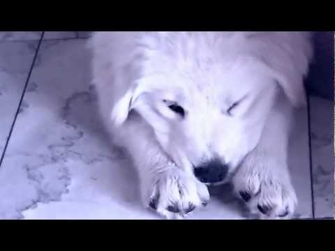 Samriever - SILLY SLEEPY HEAD!! (Samoyed x Golden Retriever)