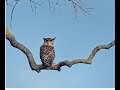 The Devil Bird Of Sri Lanka Screaming