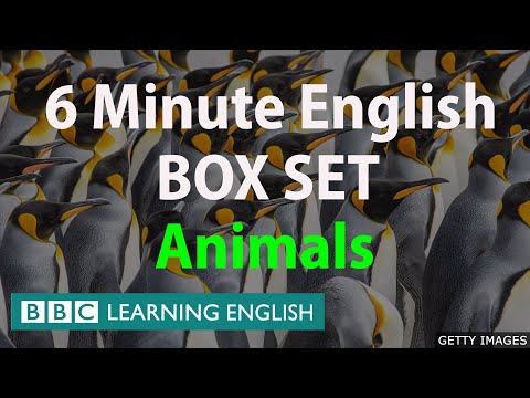BOX SET: 6 Minute English - 'Animals ' English mega-class! 30 minutes of new vocabulary!（BOX SET: 6 Minute English - 'Animals ' English mega-class! 30 minutes of new vocabulary!）