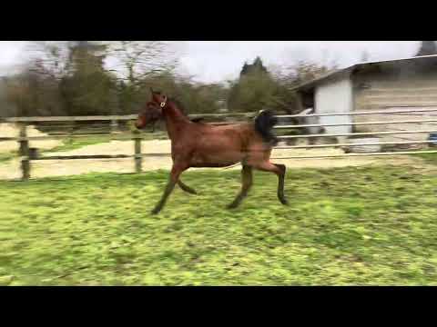 Maestro de Puch (Aladin d’ecajeul x Sweet Rainbow)