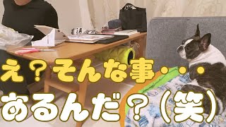 クッション新調したら秘密がバレましたw