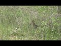 NARCEJA SOUTH AMERICAN SNIPE Gallinago Paraguaiae