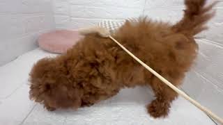 トイプードルの動画01