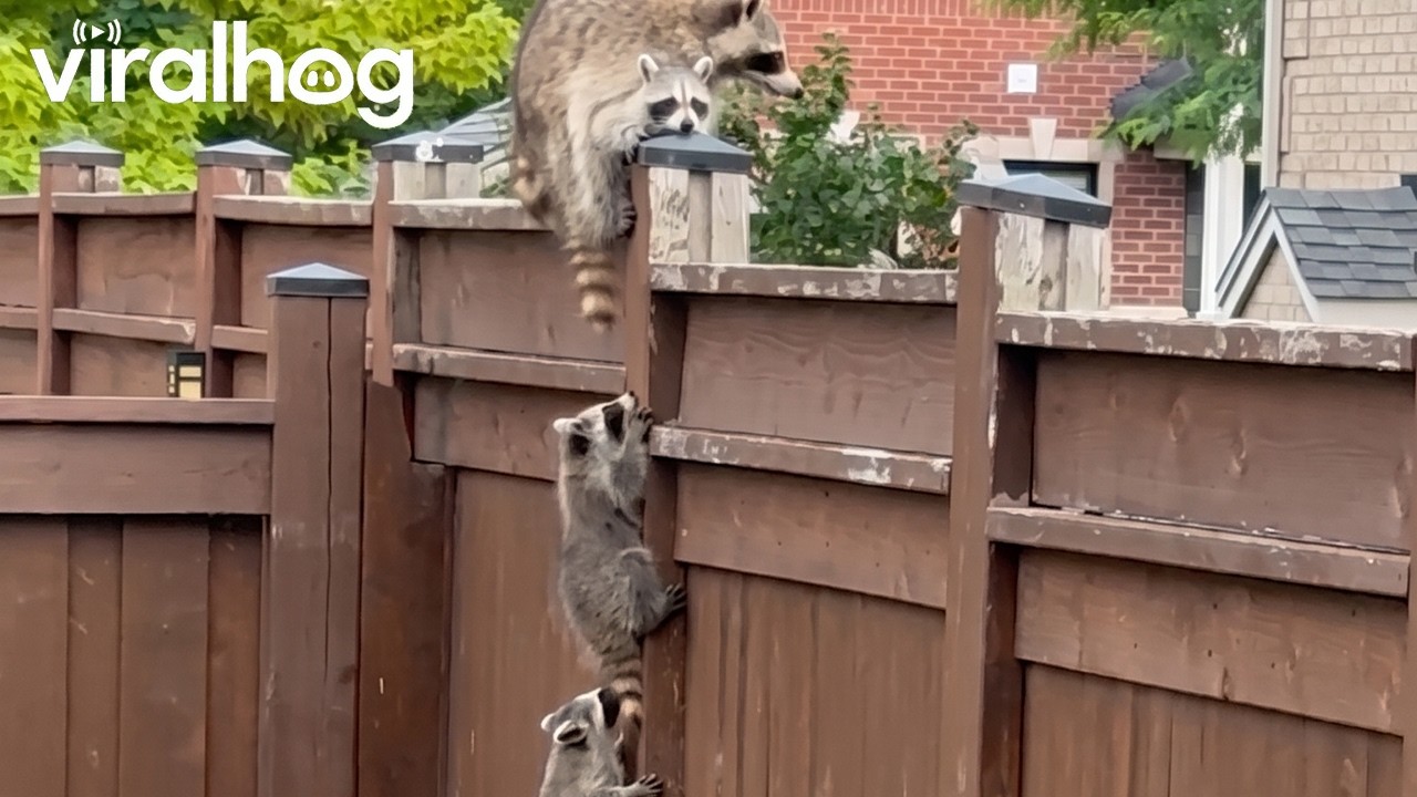 Raccoon Kits Climb Single-File to Mama || ViralHog