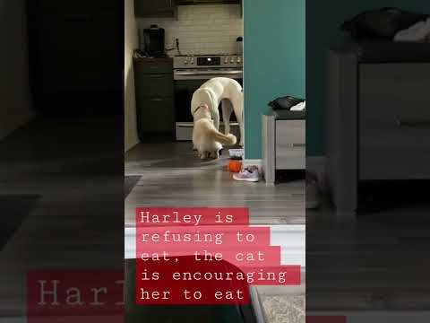 Cat is helping sick dog eat her food *adorable*