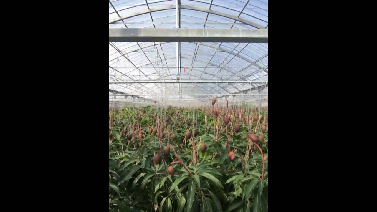 マンゴーが実る1年間（ダイジェスト動画）