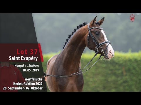Herbst-Auktion Lot 37 Saint Exupéry Hengst v. St. Patrick - Quaterhall
