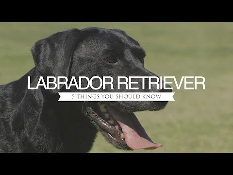 , title : 'LABRADOR RETRIEVER FIVE THINGS YOU SHOULD KNOW'