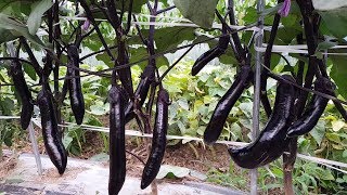 가지농사 젖순제거와 잎따지 마세요. 무당벌레 응애 파밤나방 이렇게 생겼습니다. 잘 가꾸는 방법