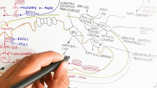 mitochondria respiration #letsdrawit #muhammadumerfarooqbiology#letsdrawit#umerbiology@sigmarule