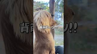 #shorts 抜糸後の激しい運動ってかぁ #カニンヘンダックス #ミニチュアダックス #犬のいる暮らし #古民家 #dachshund