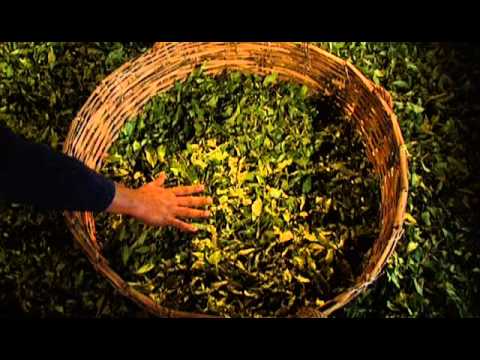 Production of Ronnefeldt tea - English Version