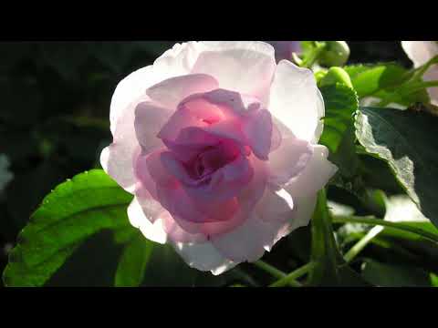 Alicja Lenczewska - Duchowe Świadectwo cz.1+Lektor