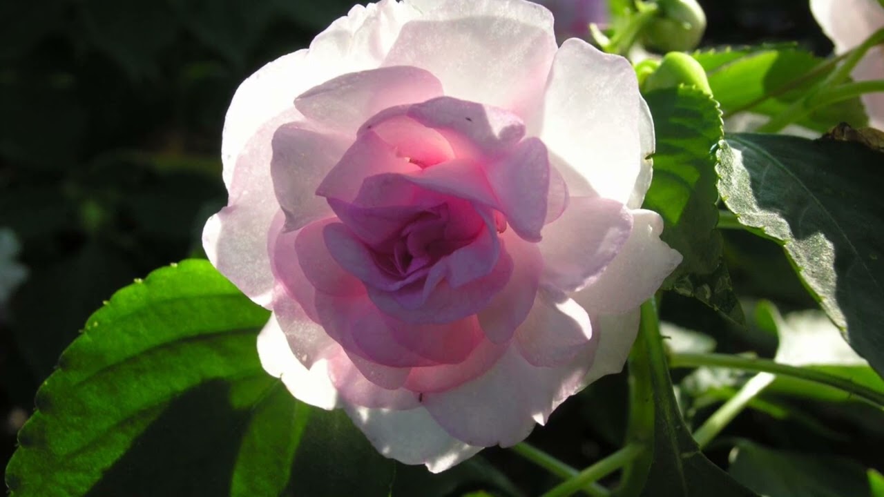 Alicja Lenczewska - Duchowe Świadectwo cz.1+Lektor