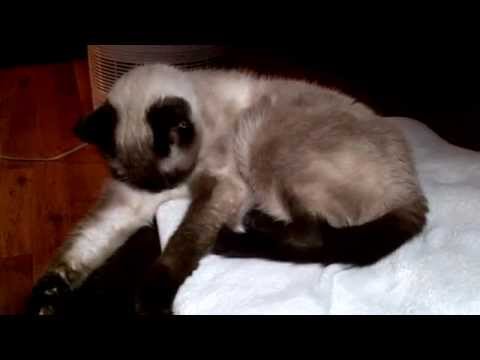 DEBUT: Moka, beautiful Burmese cat, grooming to J Lo Jennifer Lopez Booty and TENS