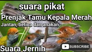 Download lagu pancingan prenjak kepala merah di jamin 1menit langsung gacor mp3 Download lagu pancingan prenjak kepala merah di jamin 1menit langsung gacor mp3