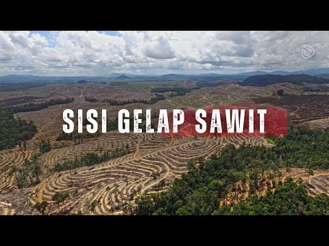 Palm Oil: The Green Gold That Sacrifices Everything