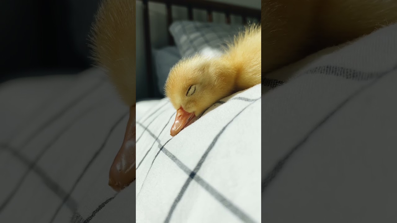 Sleepy duckling in bed #duck #duckling #ducksinspace #cute #cutepet #pet