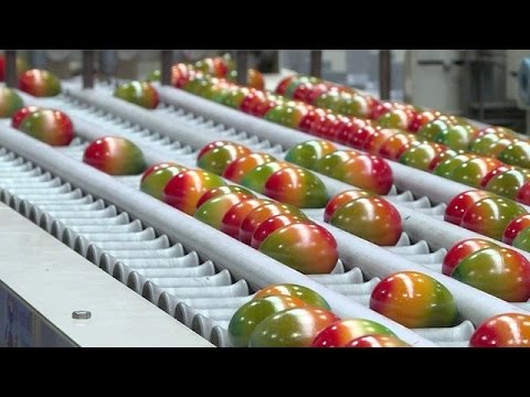 Milhões de ovos prontos para a Páscoa na Áustria