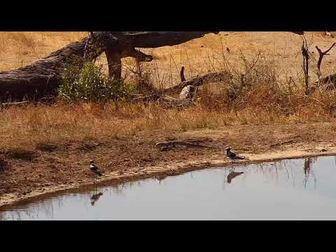 Djuma: Blacksmith Lapwings and Water Monitor Lizard - 08/26/19