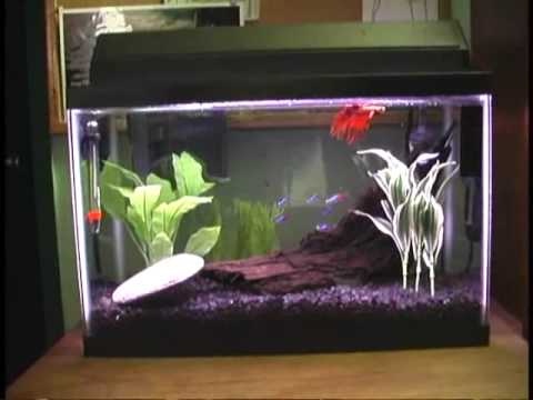 5 Gallon Betta Neon Community Fish Tank