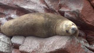 パラカスにあるバジェスタ島のクルーズ