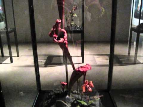 Mat Collishaw at Tanya Bonakdar, NYC (February 2012)