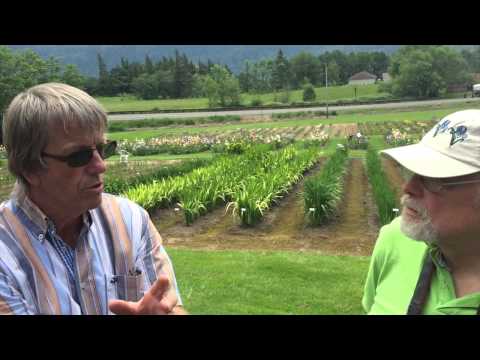 Mt Pleasant Iris Farm