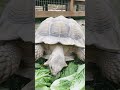 Second Largest Land Tortoise In The World Littlerockzoolrz2972