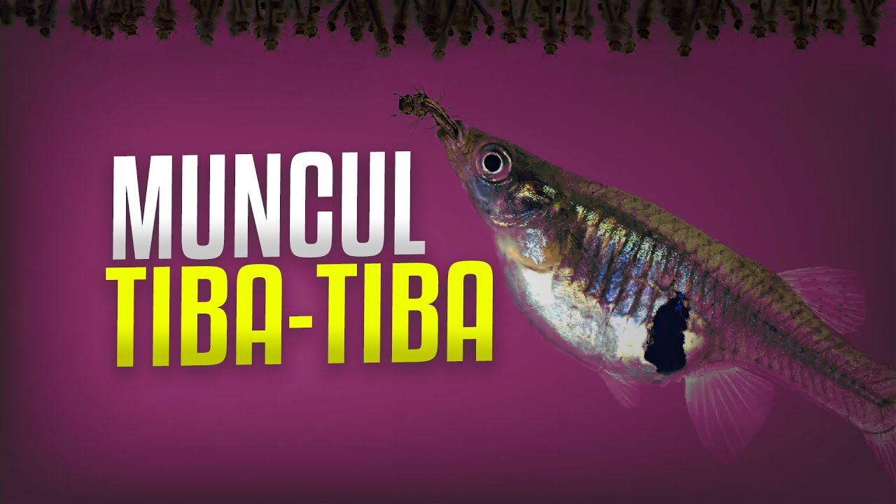 Bagaimana Ikan Cere Muncul Tiba-Tiba? #AlamSemenit