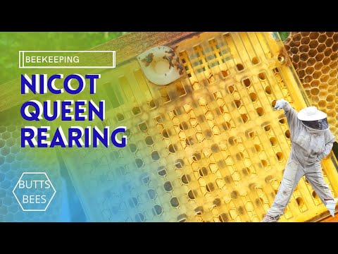 HOW TO USE THE  NICOT  QUEEN REARING SYSTEM_ Raising  Your Own Queen Bees