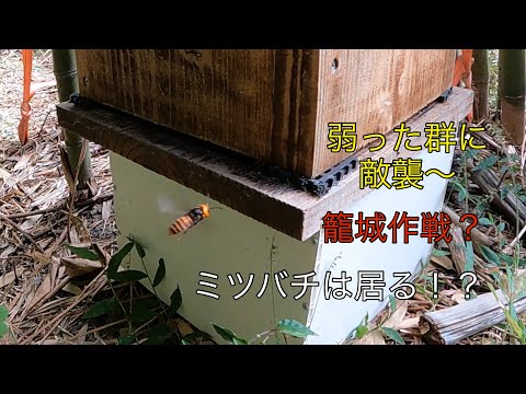 巣箱を捕食者から守る方法 捕食者のグループが飛んで登って這う