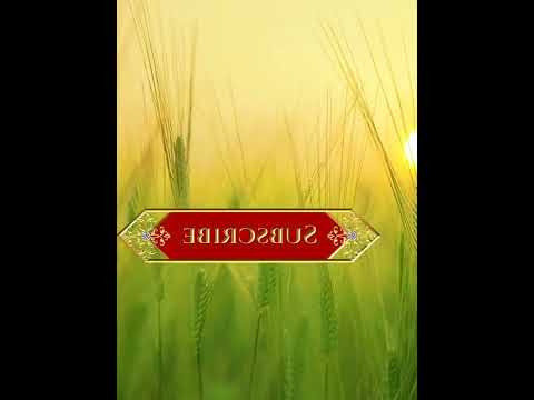 funniest animal videos of 2022 - funny golden retriever btdogs and cutest golden puppies  V.18333 #