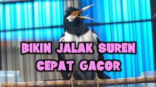 Download lagu TERAPI JALAK SUREN, UNTUK JALAK SUREN MALAS BUNYI mp3 Download lagu TERAPI JALAK SUREN, UNTUK JALAK SUREN MALAS BUNYI mp3