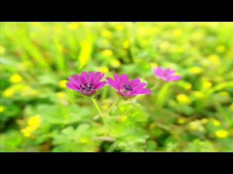 Monk On Acid - A Trippy Trip to Pluto #176 - We are One (Psychill / Ambient / Goa Mix)