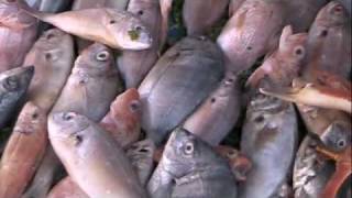 preview picture of video 'The Interesting Fish Market - Essaouira, Morocco'