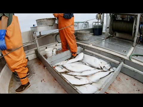 Hauling in the First Set - Halibut Longline Start to Finish