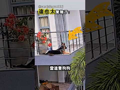 千萬不要讓狗狗在陽台上睡覺