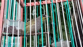 Download lagu Suara Merbah Lekir Jantan mp3 Download lagu Suara Merbah Lekir Jantan mp3