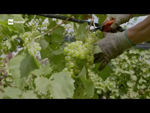 UNESCO World Heritage Sites | Prosecco hills in Conegliano and Valdobbiadene