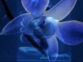 Lady Blue George Benson 