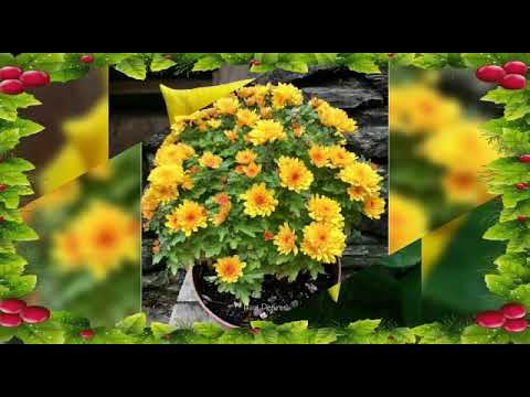 beautiful flowers 💐💐