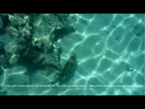 Bluefin balistoid Egypt. Синеперый балистоид الزناد الأسماك