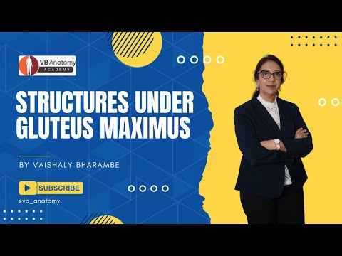 Structures Under the Gluteus Maximus | Easy Step-by-Step Anatomy Diagram