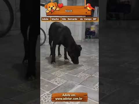 Vídeo de black