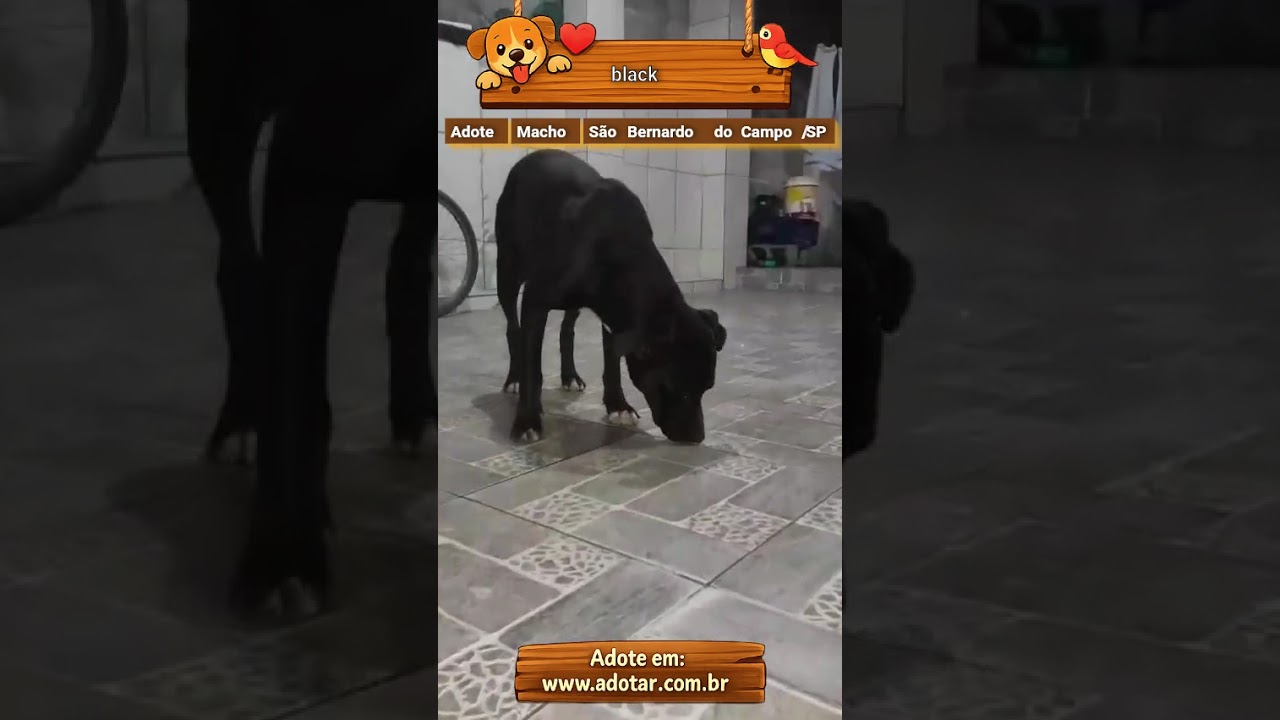 Cachorro raça Pit-Bull idade 1 ano nome black