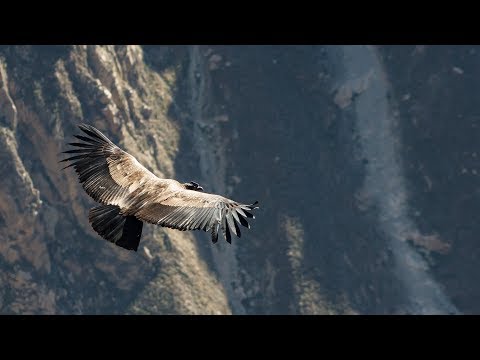 Latinidad - Toni Moreno