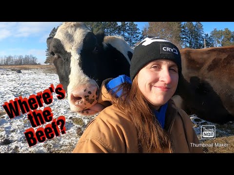 Breeding Dairy Cattle to Beef