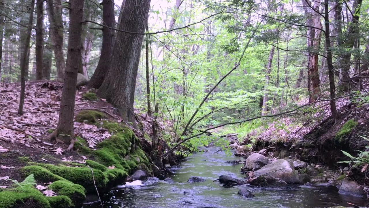 Dag Henderson - Millstone Woods May 2018