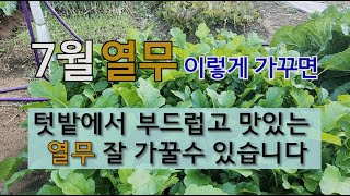 7월 열무 이렇게 가꾸면 텃밭에서 부드럽고 맛있는 열무 잘 가꿀 수 있습니다. #여름열무 가꾸기.